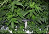 Cannabis Cultivation: I grow Green