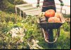Organic food: Hype or Hope?