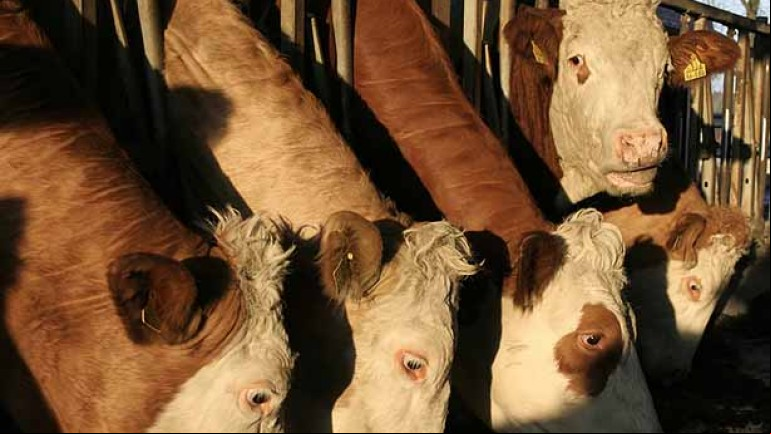Modern Meat