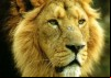 The Last Lions of India