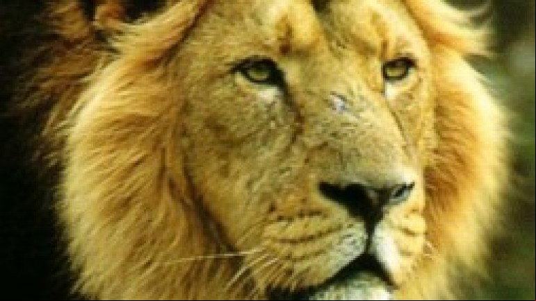 The Last Lions of India