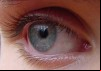 Touch and Vision: The Human Senses
