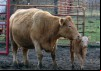The Emotional World of Farm Animals