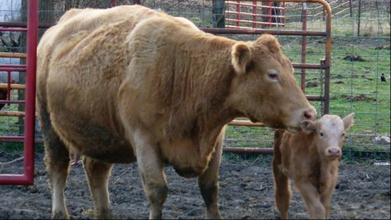 The Emotional World of Farm Animals