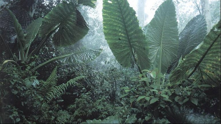 EP 2/6 The Private Life of Plants