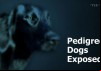 Pedigree Dogs Exposed