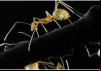 Lord of the Ants