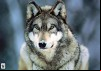 In the Valley of the Wolves