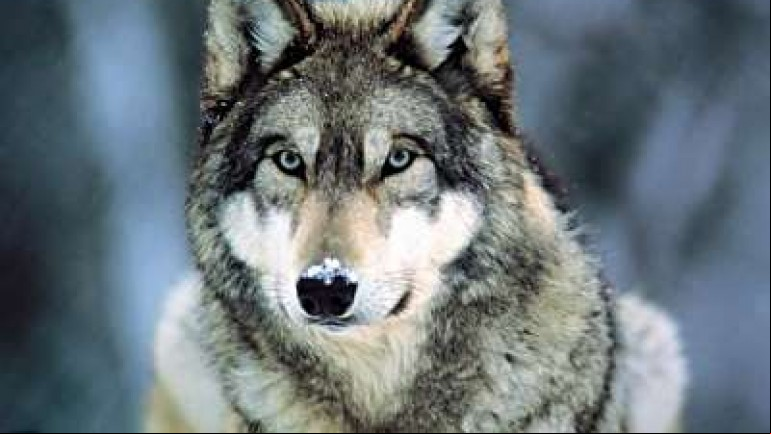 In the Valley of the Wolves