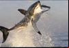 Predators: The Ultimate Killing Machines