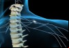 Plan of Action: How the Spinal Cord Controls Movement