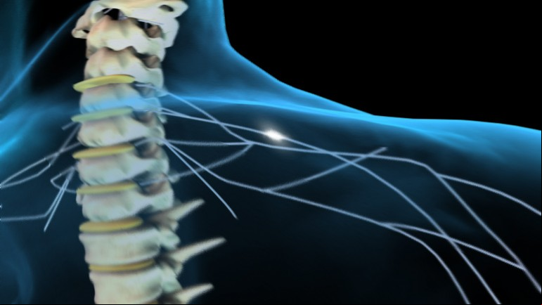 Plan of Action: How the Spinal Cord Controls Movement