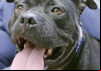 Dogfighting Undercover