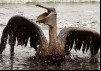 BP: $30 Billion Blowout
