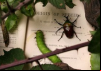 Darwin’s Struggle: The Evolution of the Origin of Species