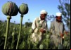 Afghan Heroin: The Lost War