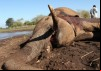 The Elephant: Life after Death