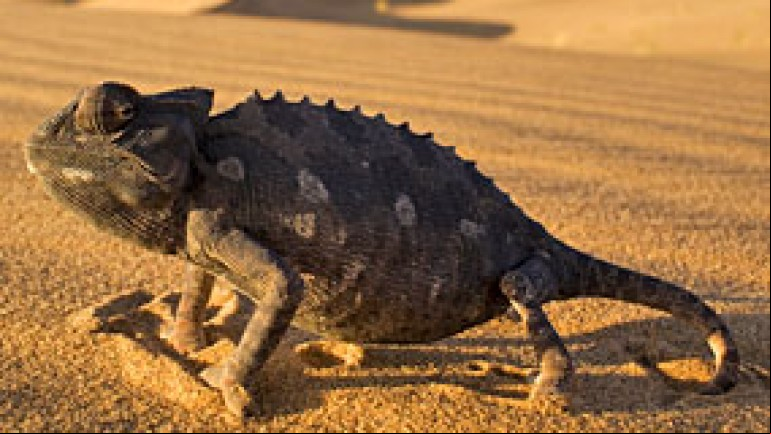Life: Reptiles and Amphibians