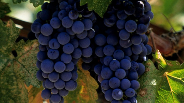 The Wine Industry
