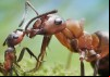 Life Inside The Colony
