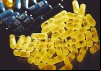 Thalidomide: A Wonder Drug