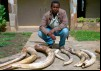 Ivory Wars: Out of Africa