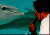 In The Wild, With Robin Williams: Dolphins