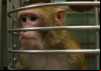 Inside The Monkey Lab